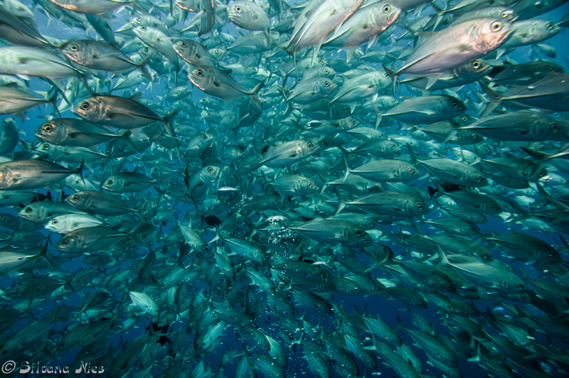 FÃ¼siliere Raja Ampat