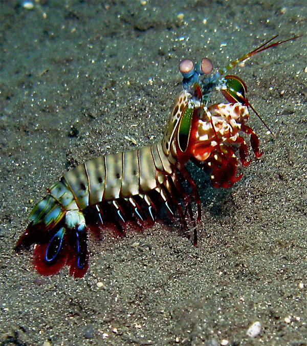 Fangschreckenkrebs Indonesien