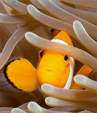 Nemo